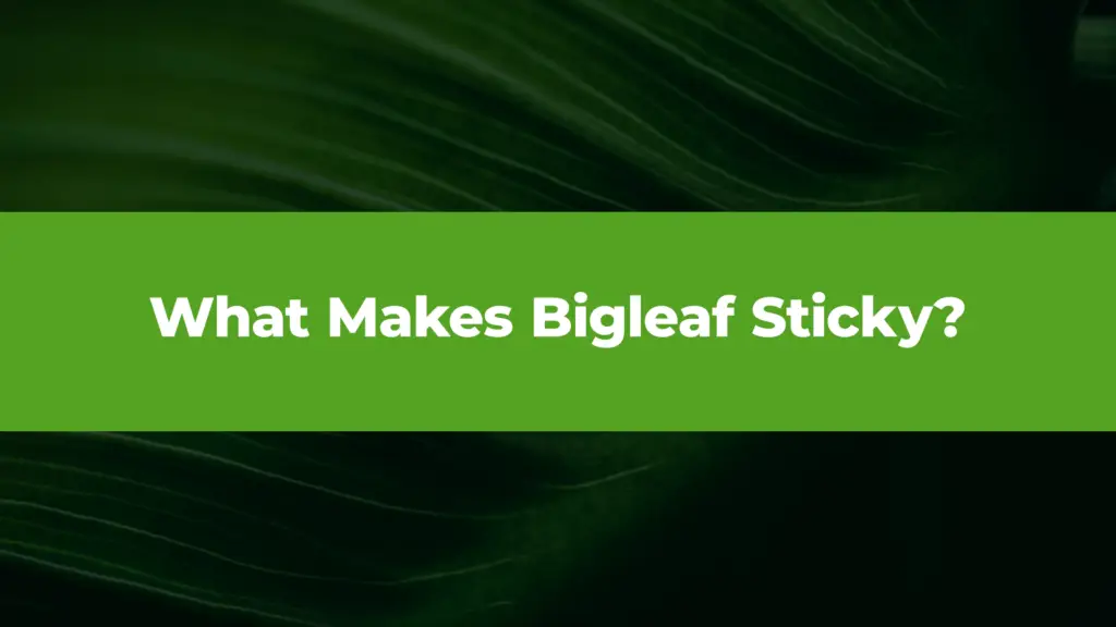 What Makes Bigleaf Sticky: Seamless Connectivity, Scalable Solutions, and Human-First Support