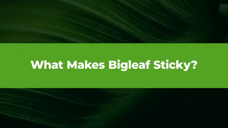 What Makes Bigleaf Sticky: Seamless Connectivity, Scalable Solutions, and Human-First Support